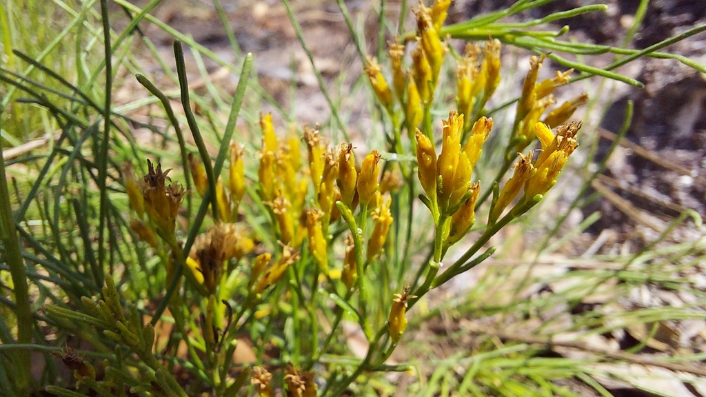 Bigelowia nuttallii