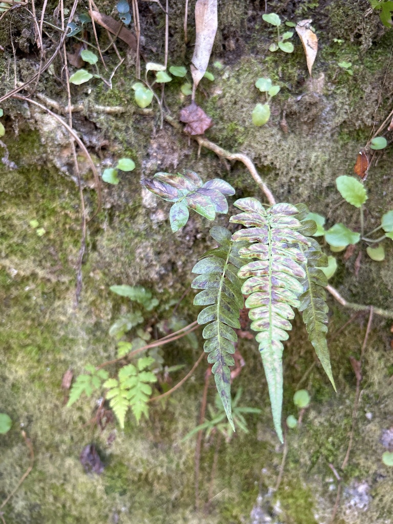Blechnum occidentale var. minor