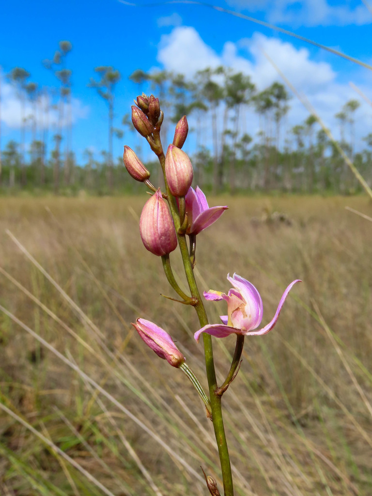 Bletia purpurea