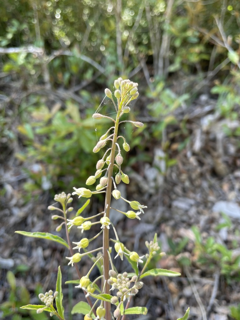 Boechera canadensis