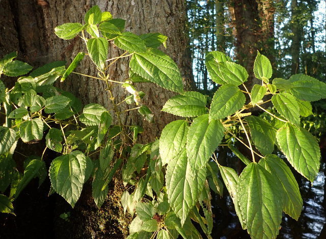 Boehmeria cylindrica