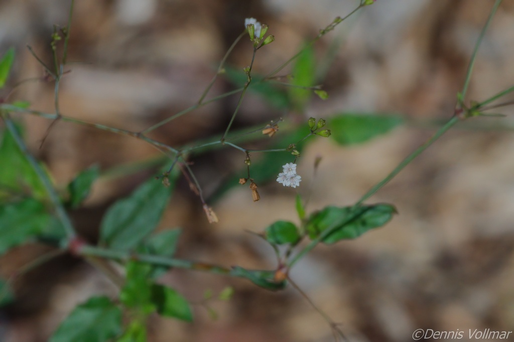 Boerhavia erecta