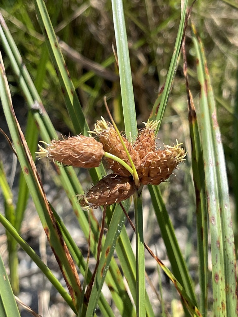 Bolboschoenus robustus