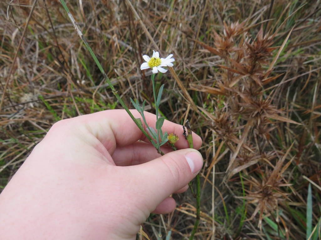 Boltonia apalachicolensis