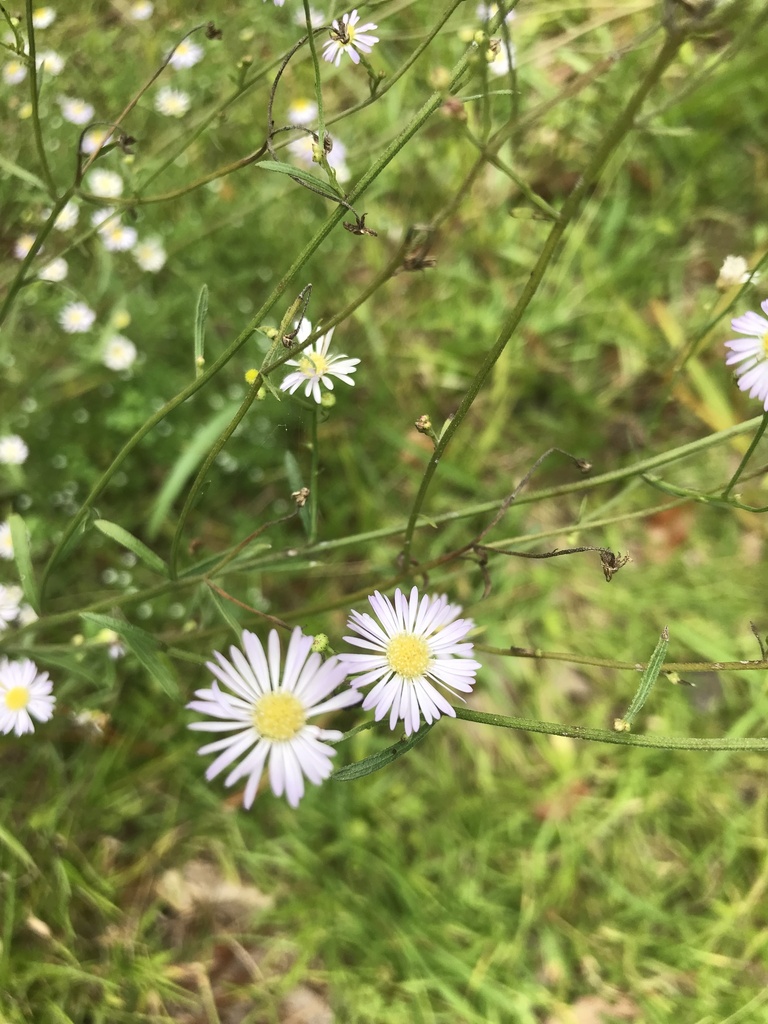 Boltonia asteroides