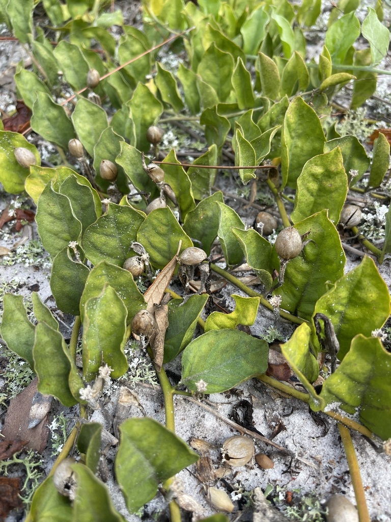 Bonamia grandiflora