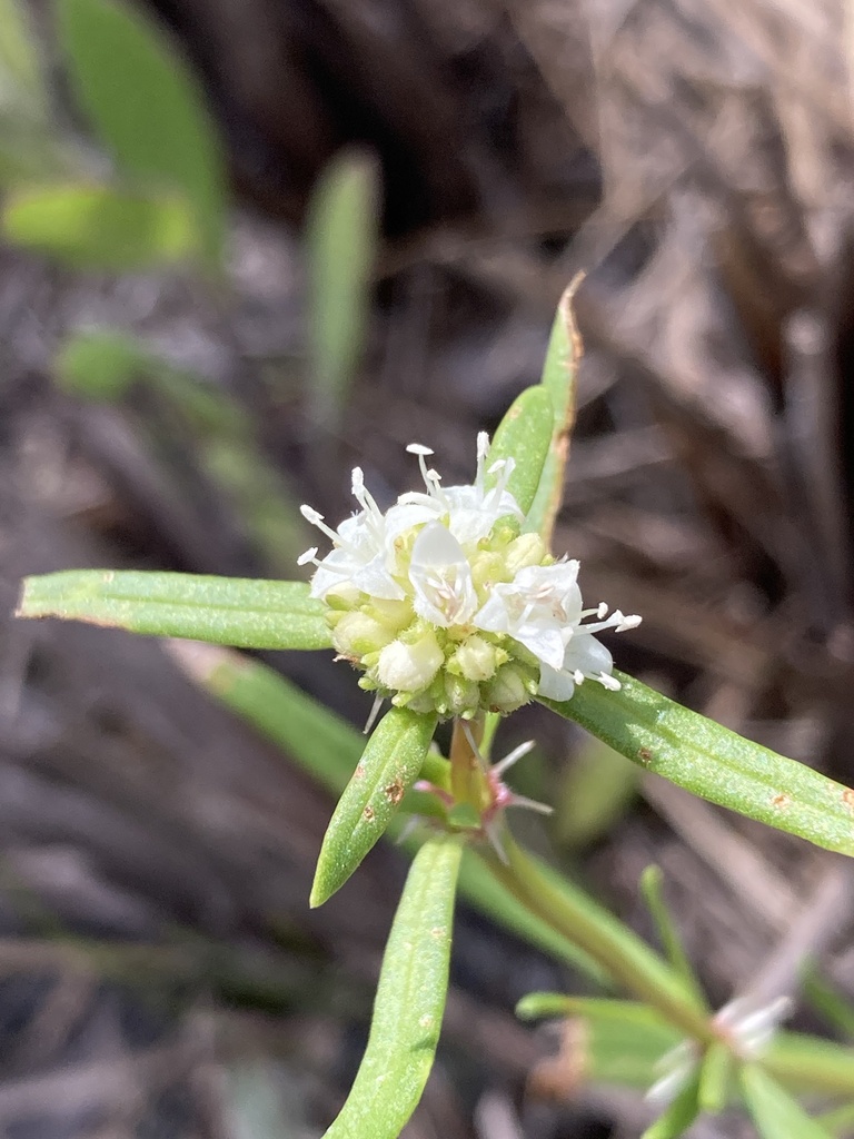 Borreria terminalis