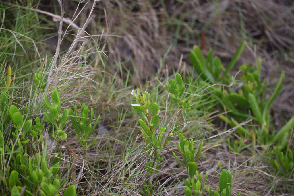Borrichia arborescens