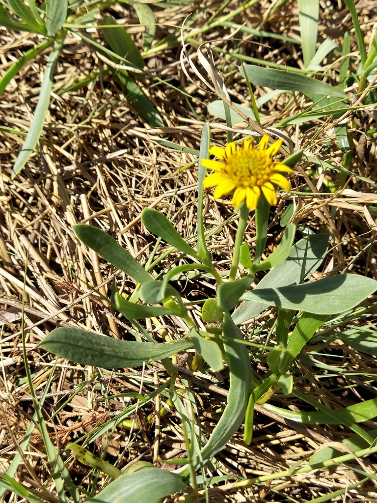 Borrichia frutescens