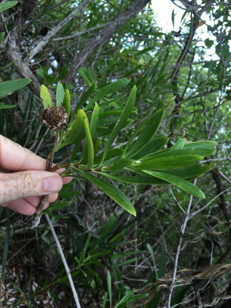 Borrichia x cubana