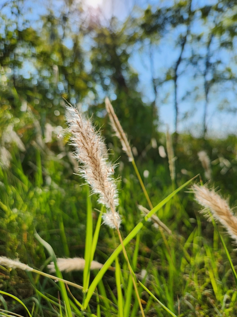 Bothriochloa laguroides subsp. torreyana