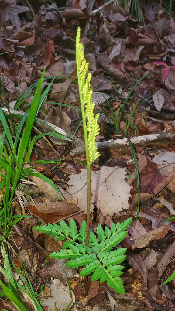 Botrychium biternatum