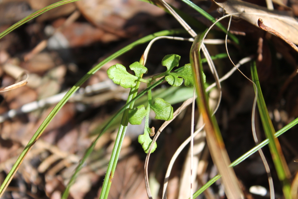 Botrychium jenmanii