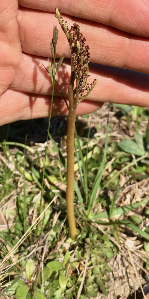 Botrychium lunarioides