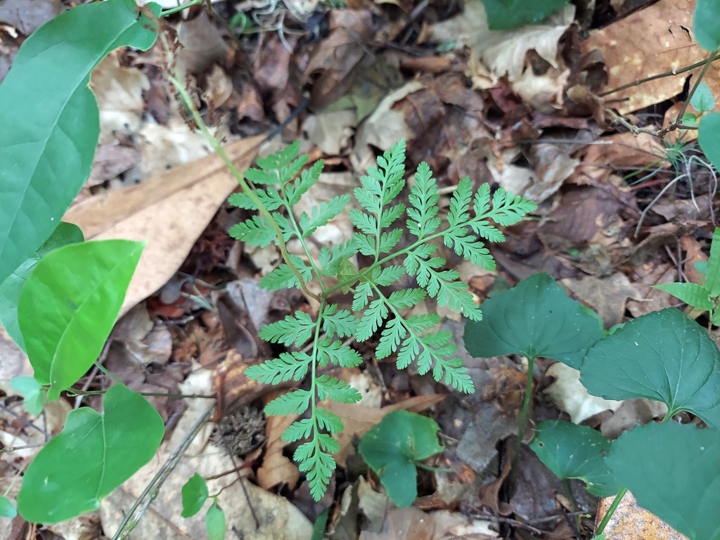 Botrychium virginianum