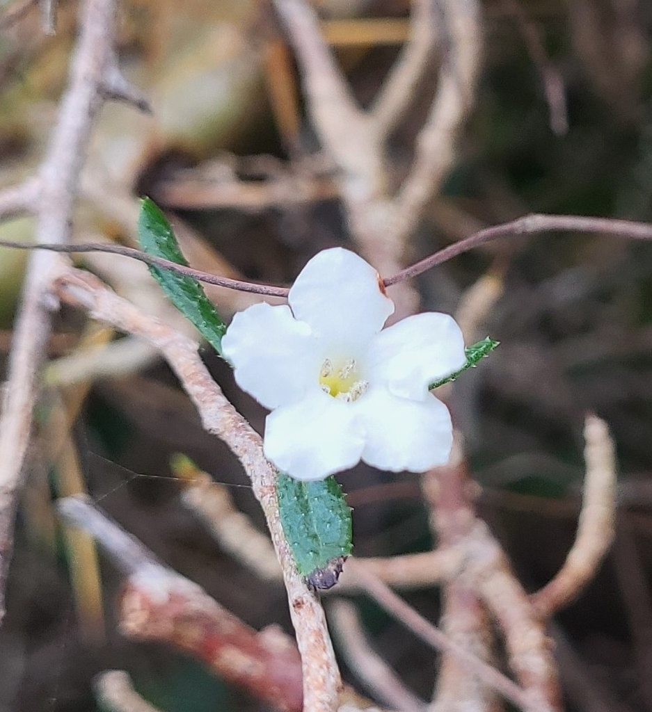Bourreria radula