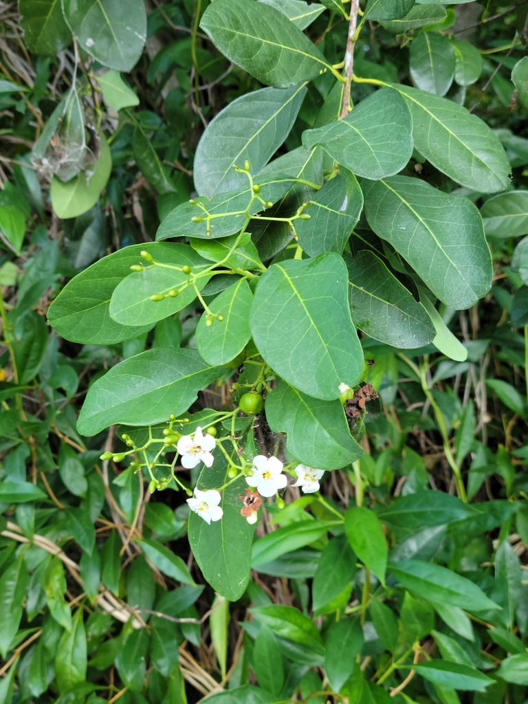 Bourreria succulenta