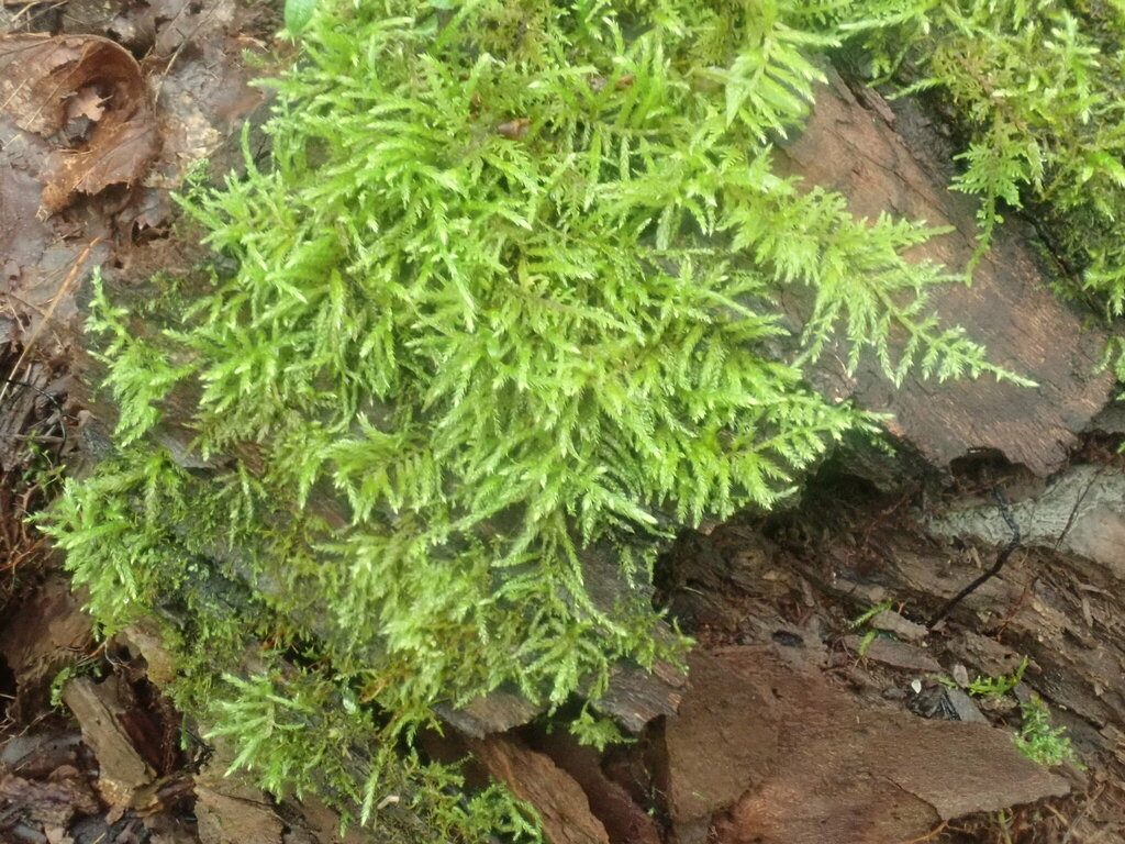 Brachythecium laetum