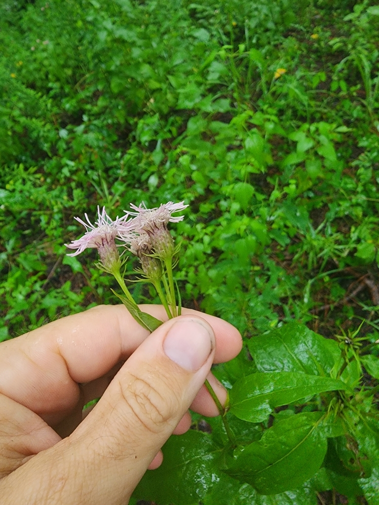 Brickellia cordifolia