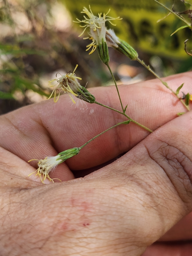 Brickellia eupatorioides