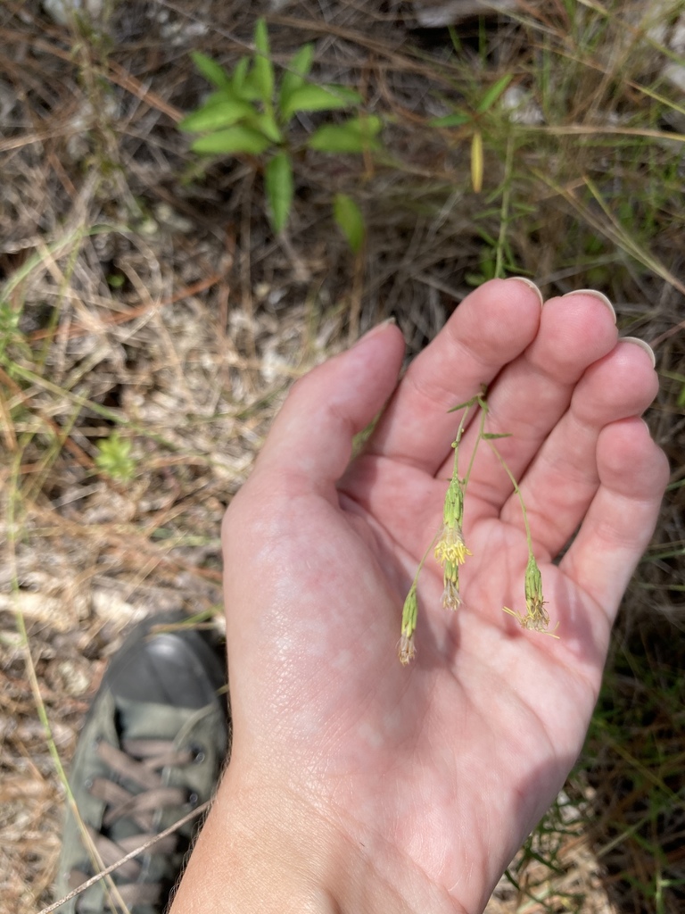 Brickellia mosieri