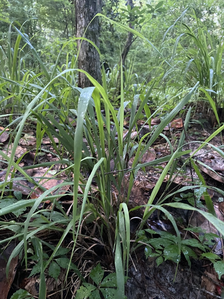Bromus pubescens