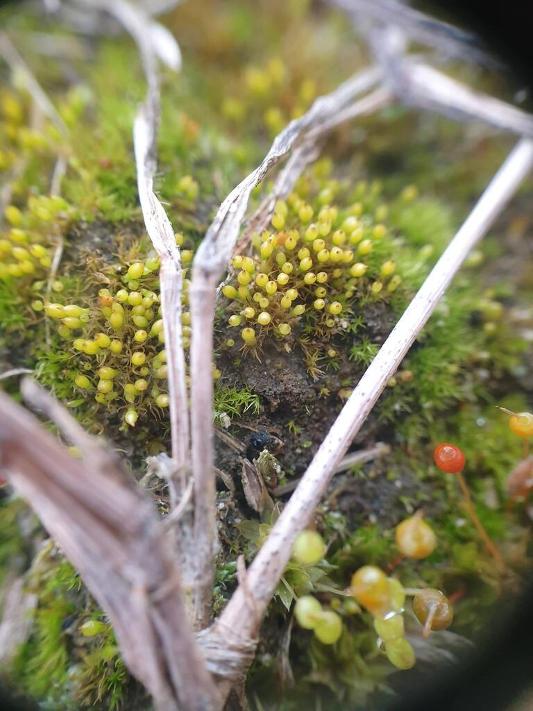 Bruchia flexuosa