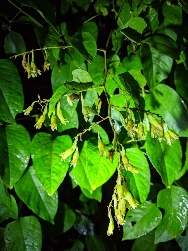 Brunnichia ovata