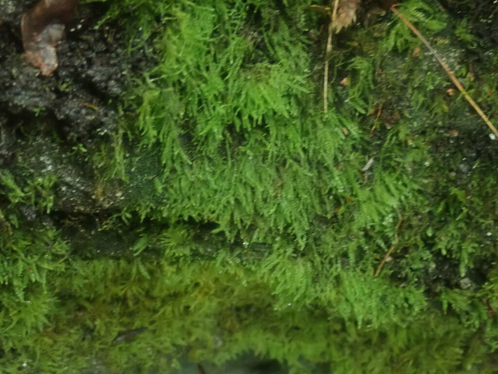 Bryhnia graminicolor