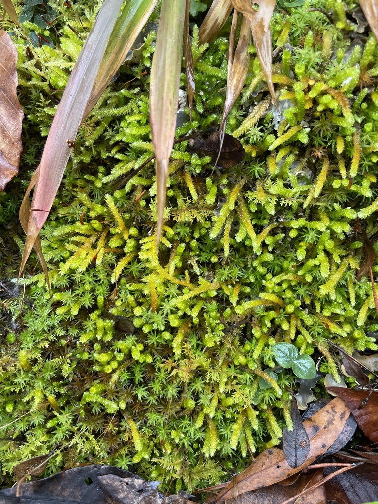 Bryoandersonia illecebra