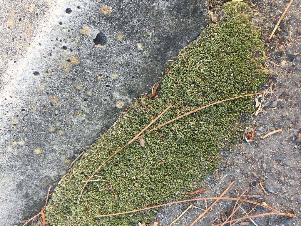 Bryum argenteum