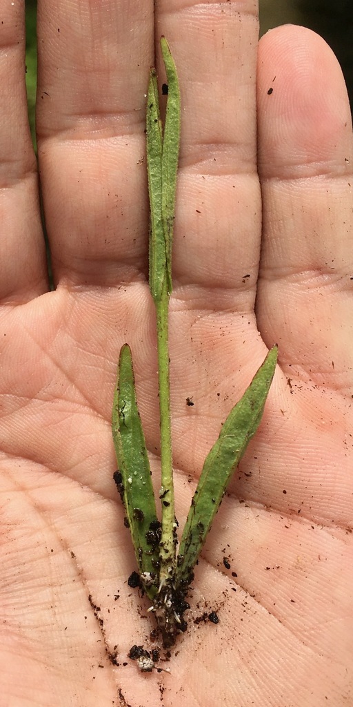 Buchnera americana