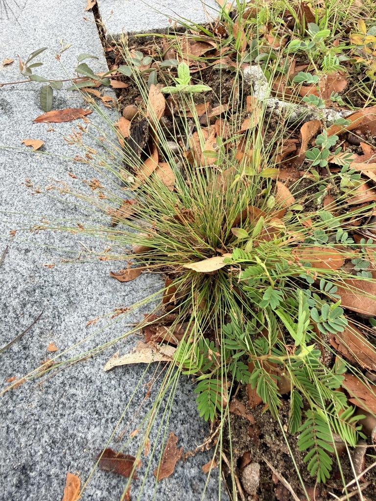 Bulbostylis capillaris