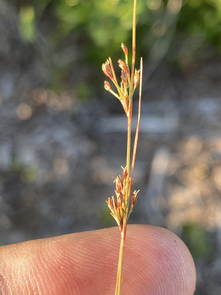 Bulbostylis ciliatifolia