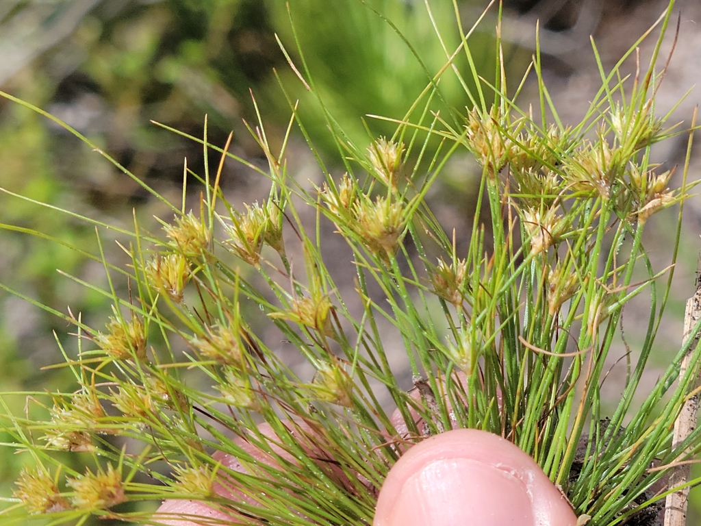 Bulbostylis stenophylla