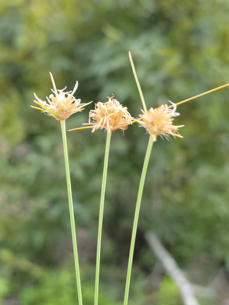 Bulbostylis warei