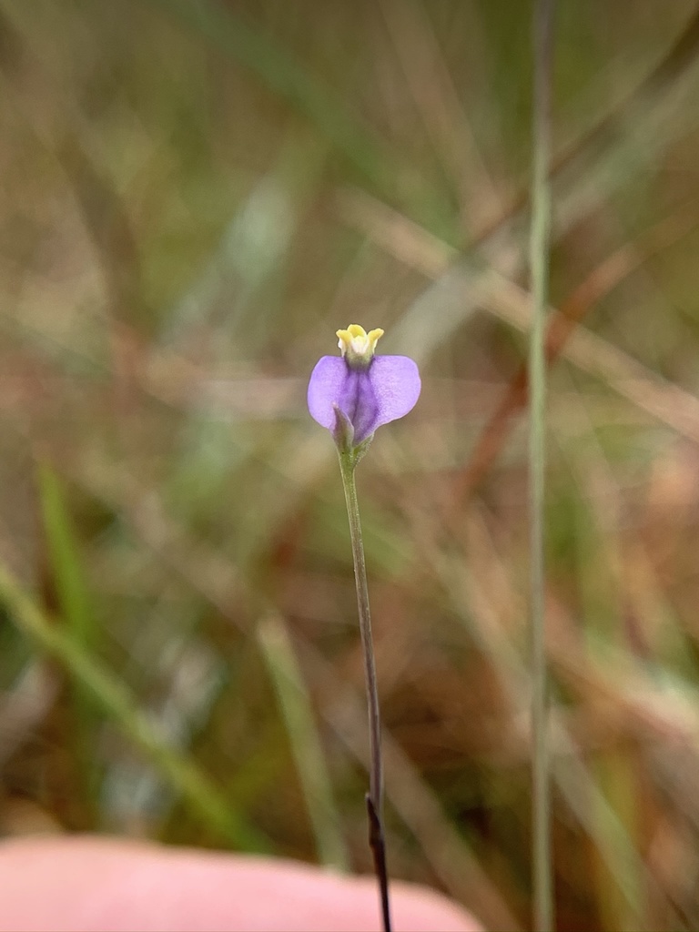 Burmannia biflora