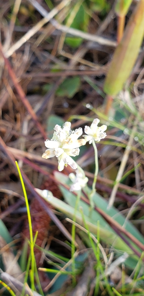 Burmannia capitata