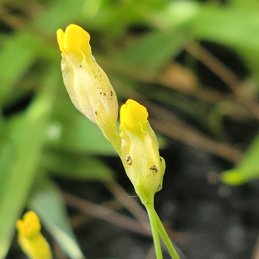 Burmannia flava