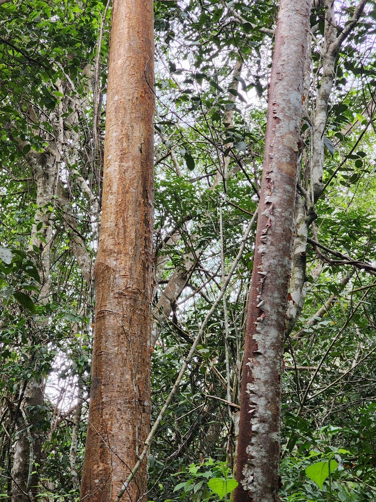 Bursera simaruba