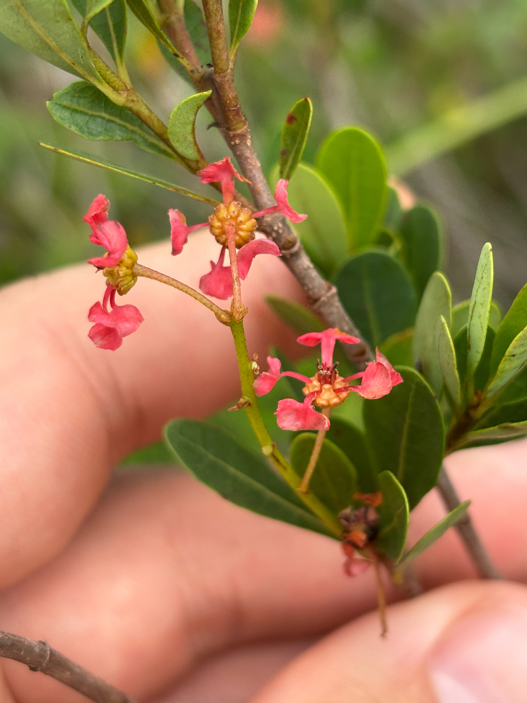 Byrsonima lucida