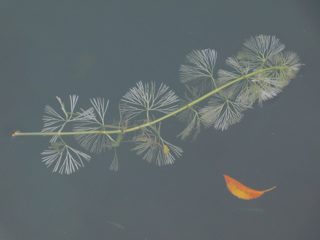 Cabomba caroliniana