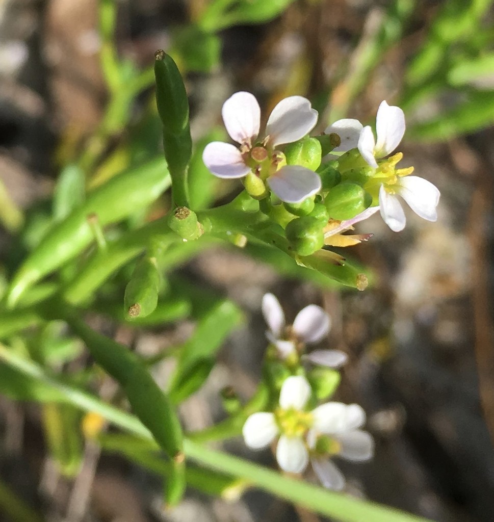 Cakile edentula subsp. harperi