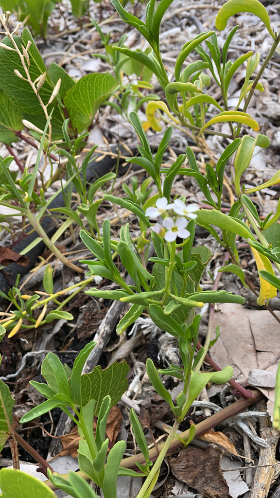 Cakile lanceolata