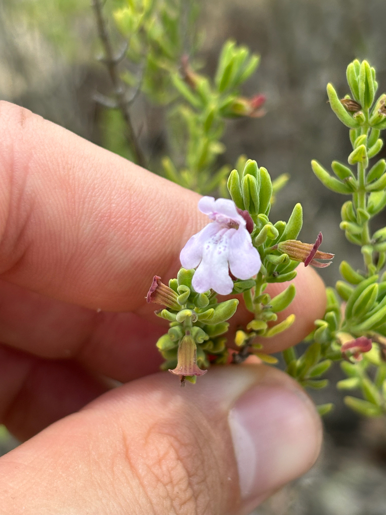 Calamintha ashei