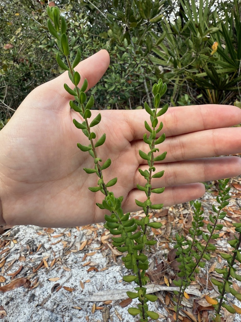 Calamintha coccinea