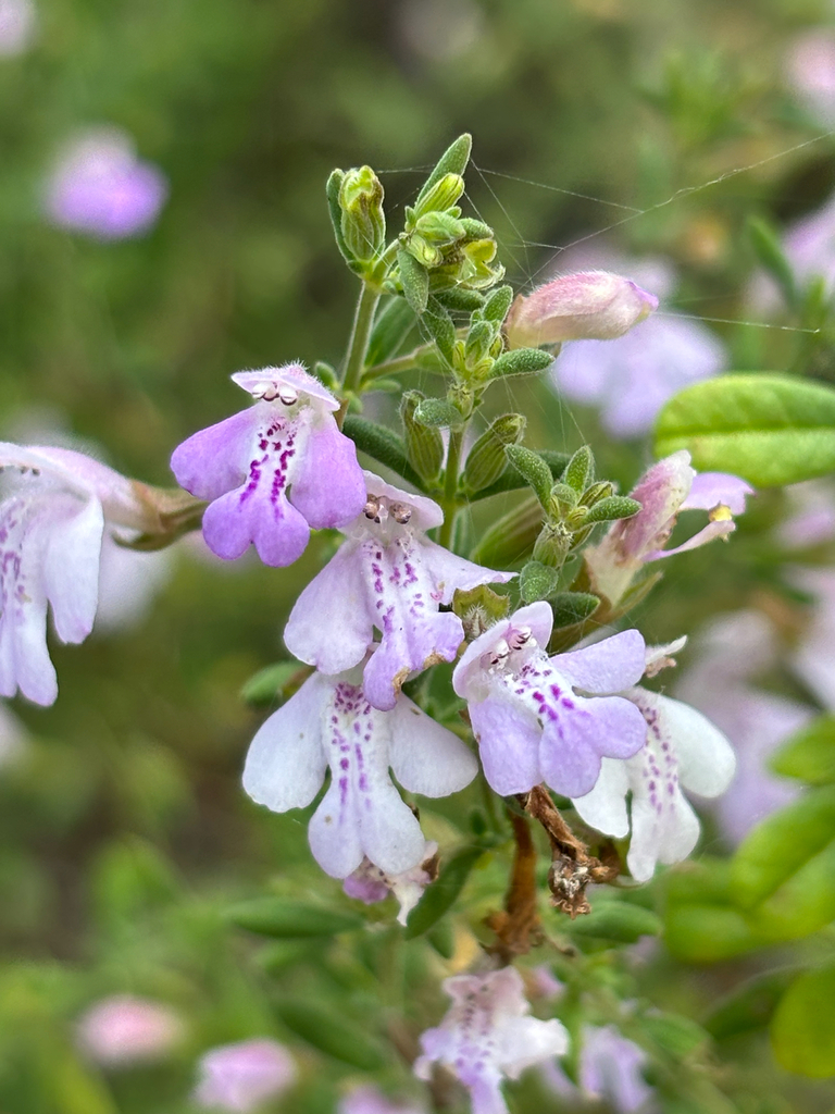 Calamintha dentata