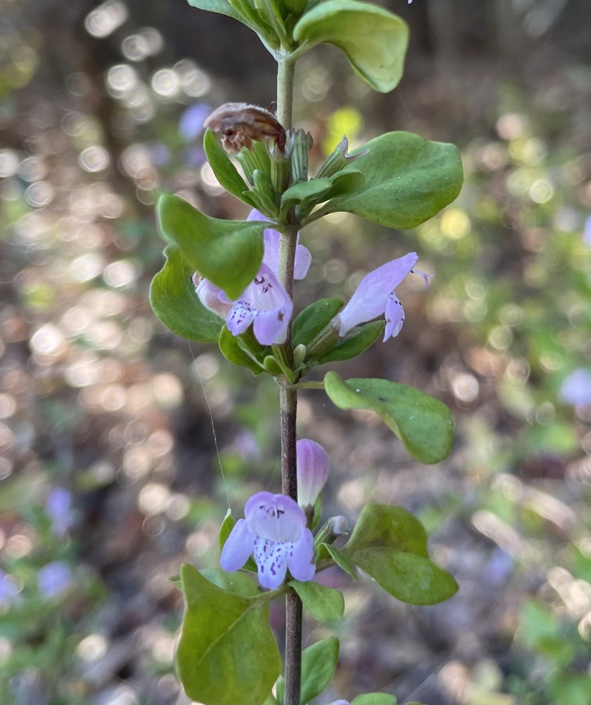 Calamintha georgiana