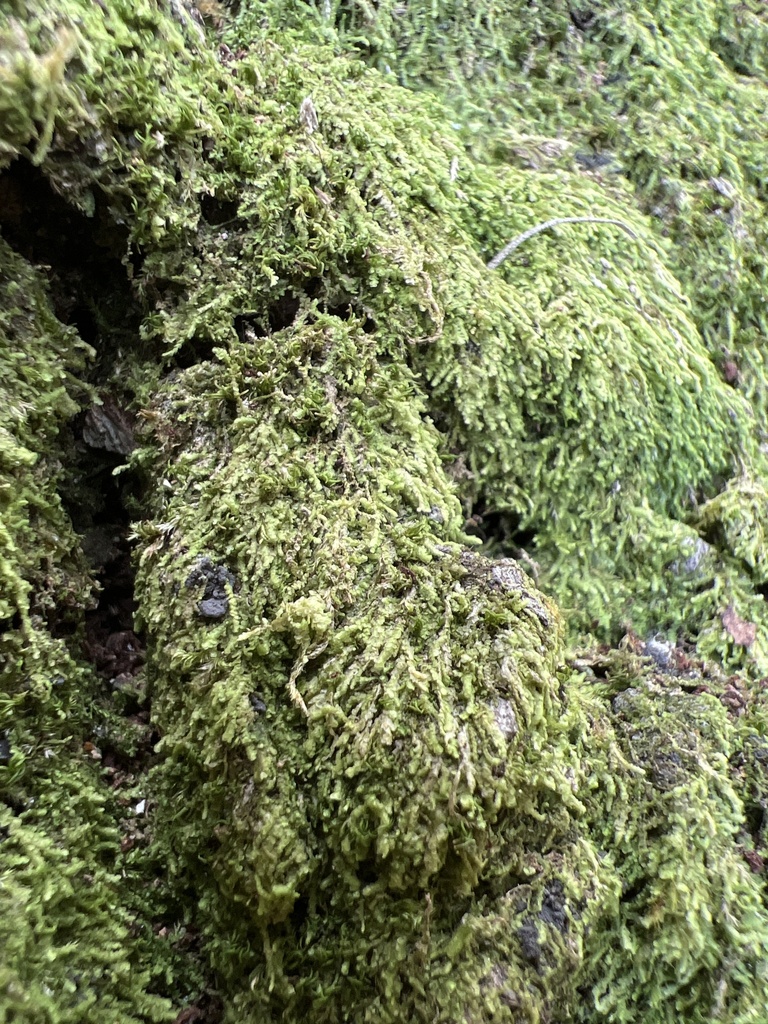 Callicladium imponens