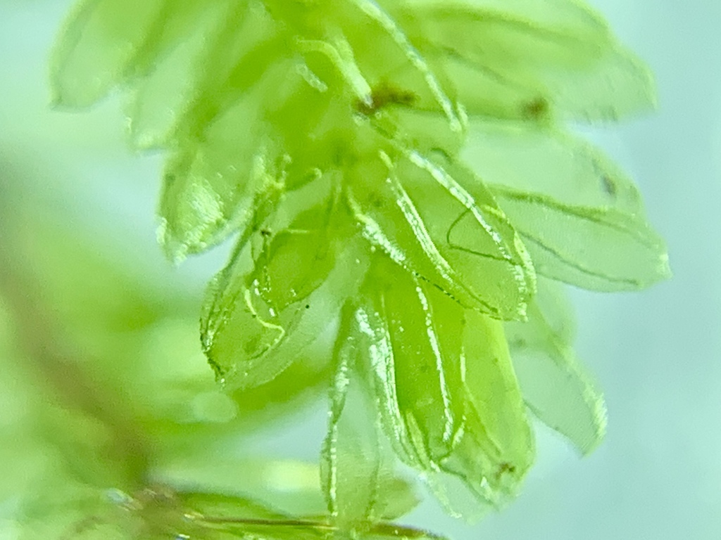 Callicostella pallida